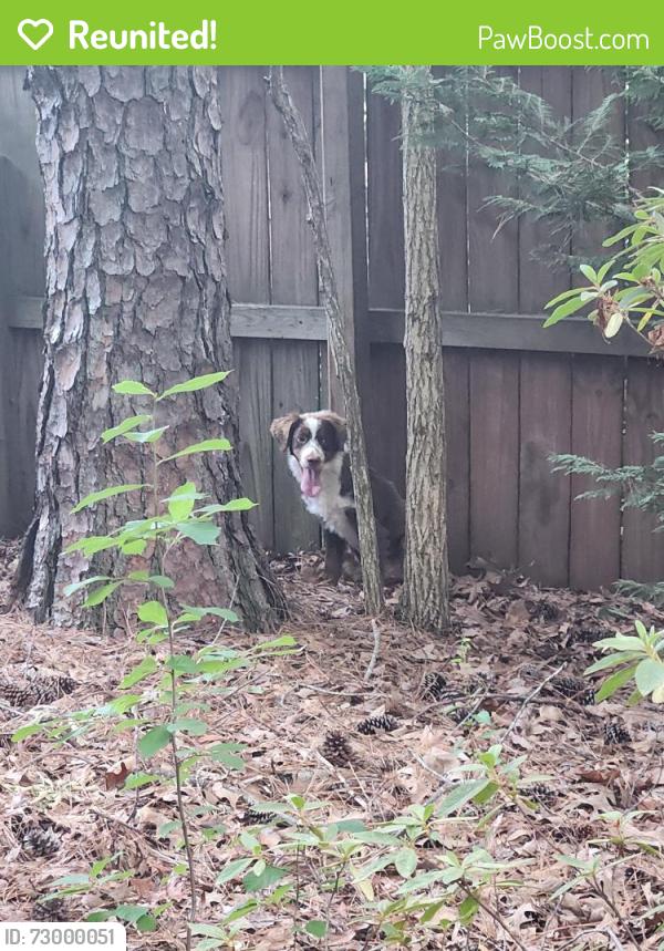 Reunited Unknown Dog last seen Nottingham Dr near Cary Fire Station #9, Cary, NC 27511