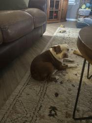 Found/Stray Male Dog last seen Bullard/Fowler, Clovis, CA 93611