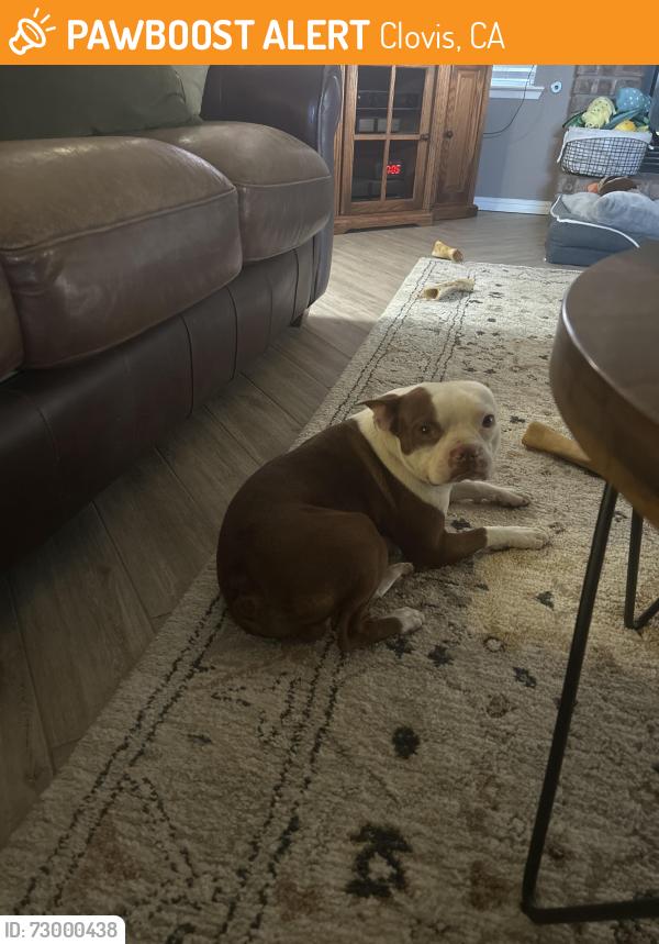 Found/Stray Male Dog last seen Bullard/Fowler, Clovis, CA 93611