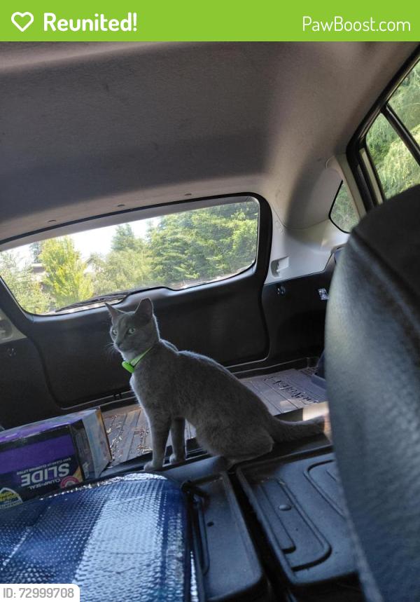 Reunited Unknown Cat last seen Near 7191 Wagner Way NW Ste 304, Gig Harbor, WA 98335, Gig Harbor, WA 98335