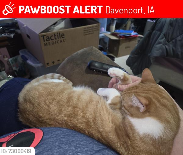 Lost Female Cat last seen Near st Davenport ia, Davenport, IA 52806