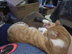 Lost Female Cat last seen Near st Davenport ia, Davenport, IA 52806