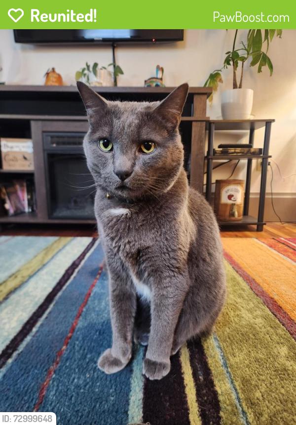 Reunited Male Cat last seen Washington hosp , Washington, PA 15301