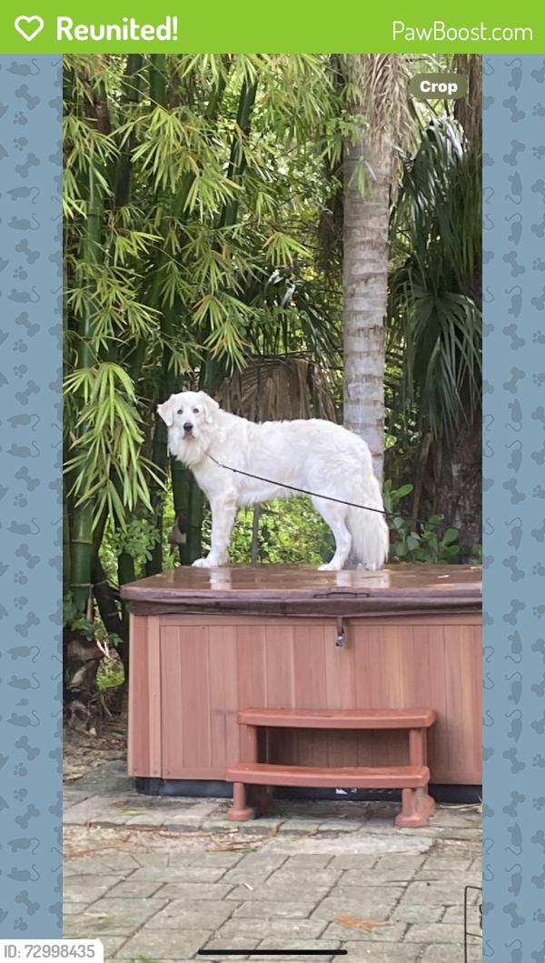 Reunited Male Dog last seen Gaines and Salerno, Stuart, FL 34997