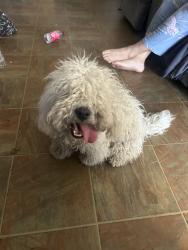 Found/Stray Male Dog last seen Marguerite , Los Angeles, CA 90065