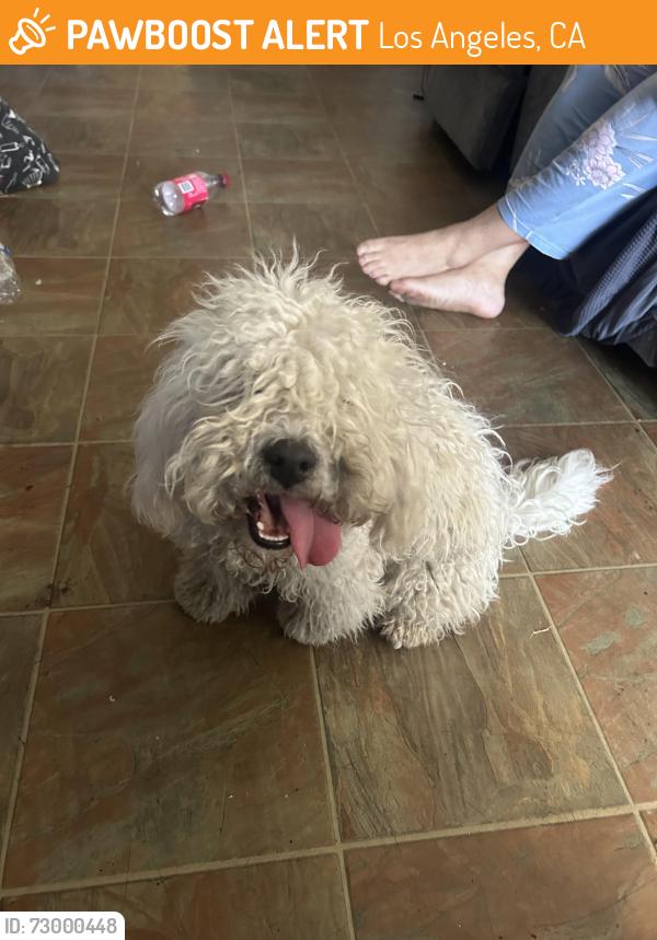 Found/Stray Male Dog last seen Marguerite , Los Angeles, CA 90065