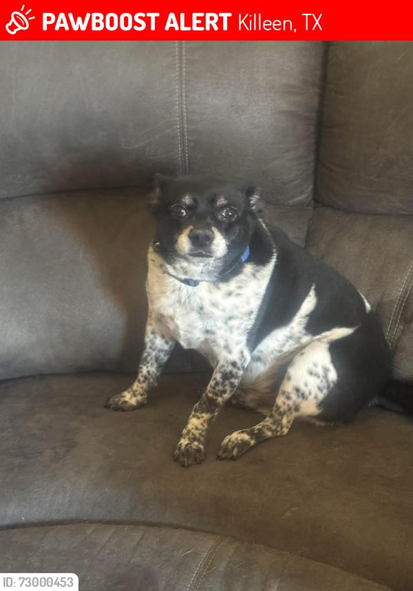 Lost Male Dog last seen Ida dr., Killeen, TX 76541
