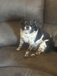 Lost Male Dog last seen Ida dr., Killeen, TX 76541