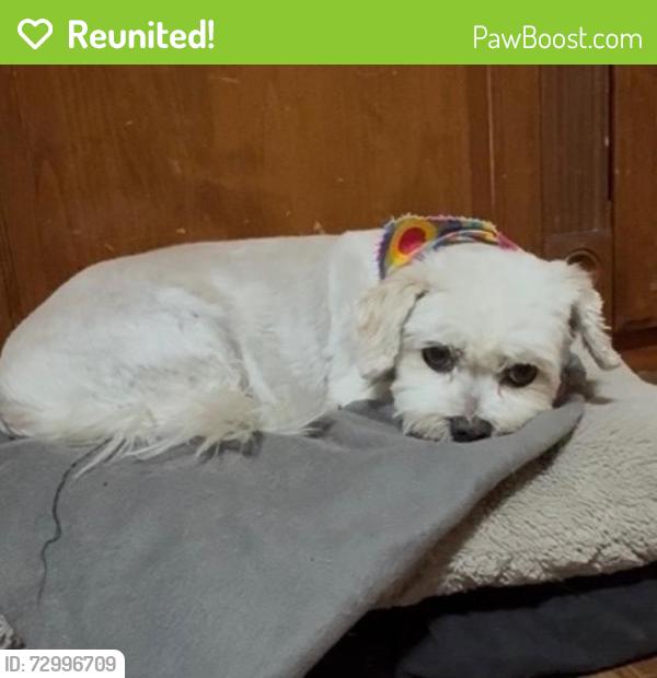 Reunited Female Dog last seen Jones & windmill, Enterprise, NV 89139