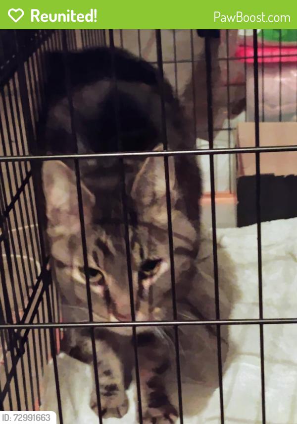 Reunited Female Cat last seen 66th and Deframe , Arvada, CO 80004