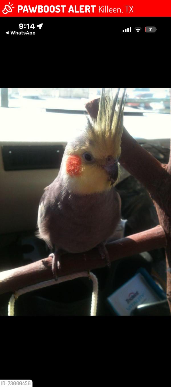 Lost Female Bird last seen N 38 st, Killeen, TX 76543