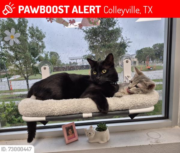Lost Male Cat last seen Glade x Bluebonnet, Colleyville, TX 76034