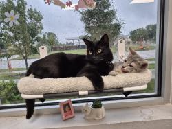Lost Male Cat last seen Glade x Bluebonnet, Colleyville, TX 76034