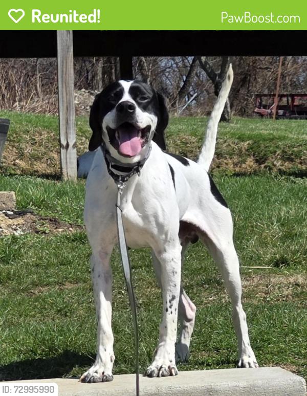 Reunited Male Dog last seen Boston Hollow Rd and Keddie Rd, McKeesport, PA 15135