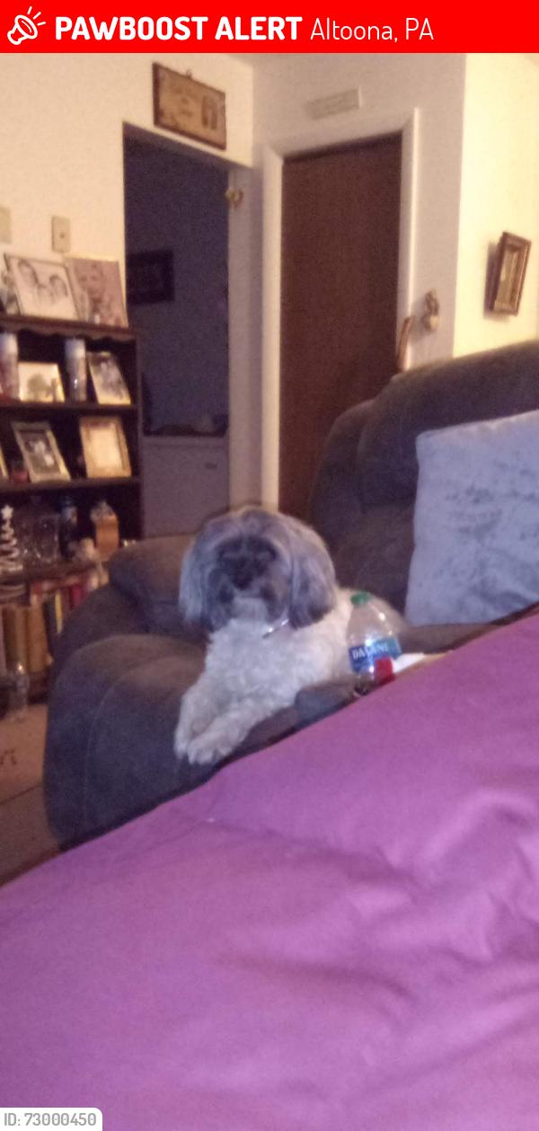 Lost Male Dog last seen 10th Street and 15th Avenue, Altoona, PA 16601