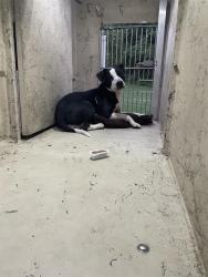 Shelter Stray Male Dog last seen Near , 2600 S Harding St, Indianapolis, IN 46221, USA