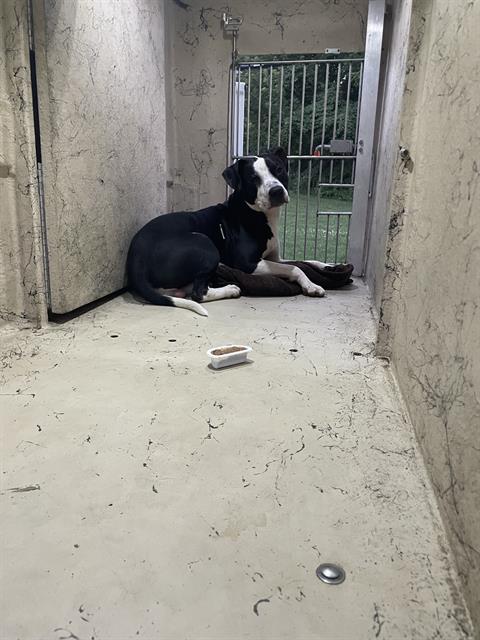 Shelter Stray Male Dog last seen Near , 2600 S Harding St, Indianapolis, IN 46221, USA