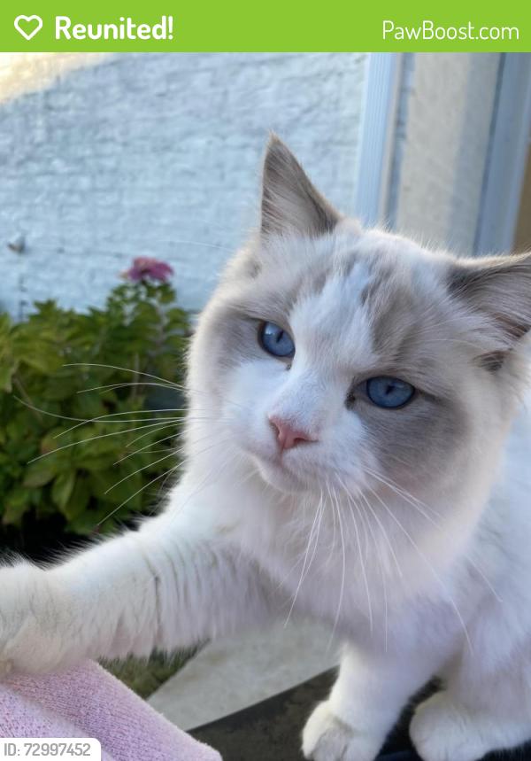 Reunited Male Cat last seen Wildcreek Circle , Little Rock, AR 72223