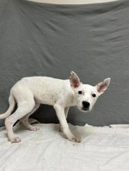 Shelter Stray Female Dog last seen , 38550 Sierra Hwy, Palmdale, CA 93550, USA