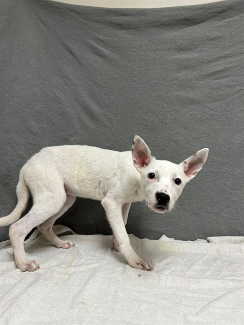 Shelter Stray Female Dog last seen , 38550 Sierra Hwy, Palmdale, CA 93550, USA