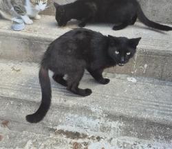 Shelter Stray Male Cat last seen Near BLOCK VIOLETTA PLACE, 4710 TX-151, San Antonio, TX 78227, USA