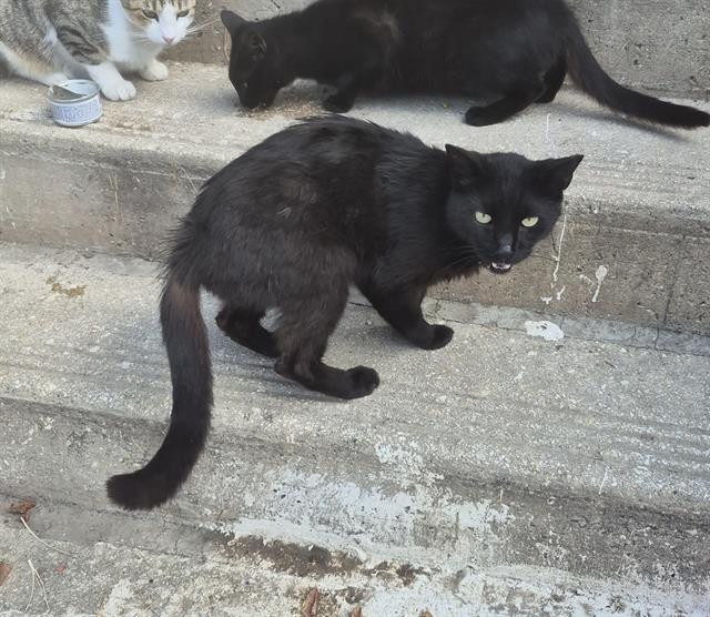 Shelter Stray Male Cat last seen Near BLOCK VIOLETTA PLACE, 4710 TX-151, San Antonio, TX 78227, USA