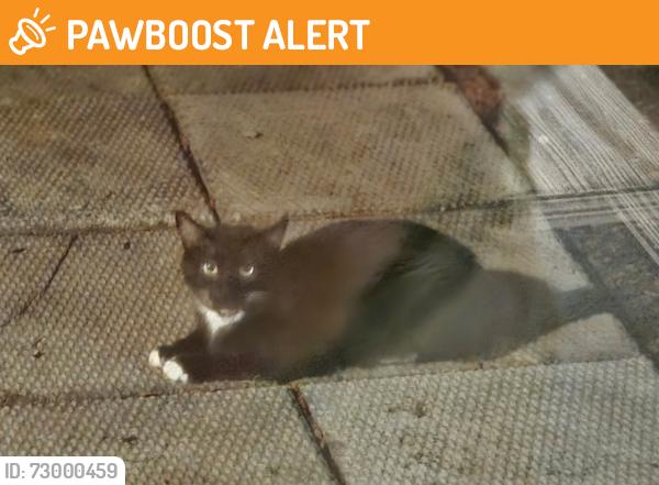 Found/Stray Unknown Cat last seen Rochester Road, Allegheny County, PA 15237
