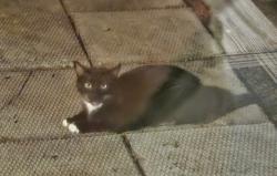 Found/Stray Unknown Cat last seen Rochester Road, Allegheny County, PA 15237
