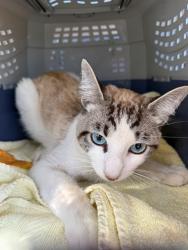 Shelter Stray Unknown Cat last seen , 130 Beyer Way, Chula Vista, CA 91911, USA