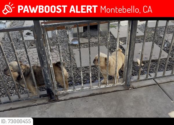 Lost Male Dog last seen Garfield, Montebello, CA 90022