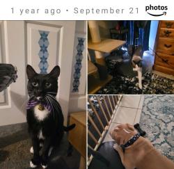 Lost Male Cat last seen Valencia or Euclid, Fullerton, CA 92832