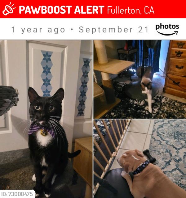 Lost Male Cat last seen Valencia or Euclid, Fullerton, CA 92832