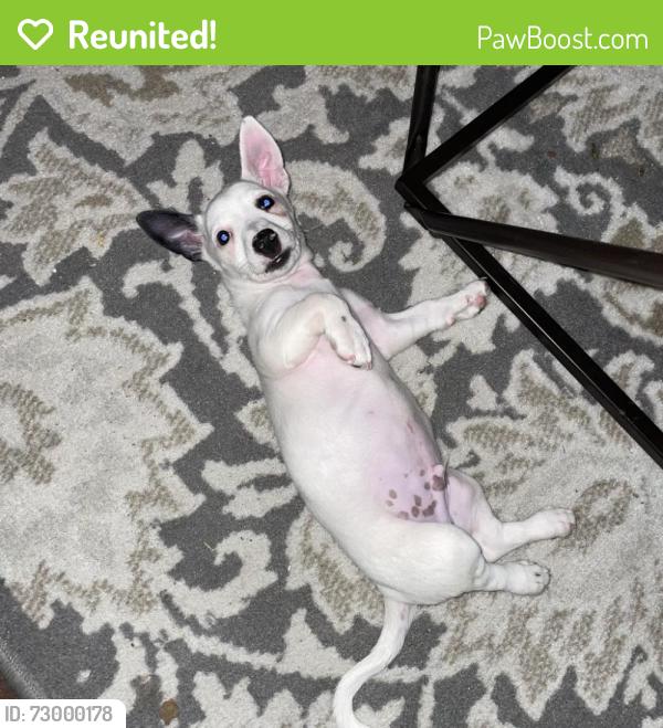 Reunited Male Dog last seen Hemphill street, Fort Worth, TX 76115
