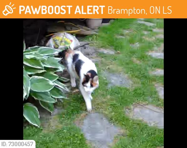 Found/Stray Female Cat last seen Dixie amd Bovaird , Brampton, ON L6S