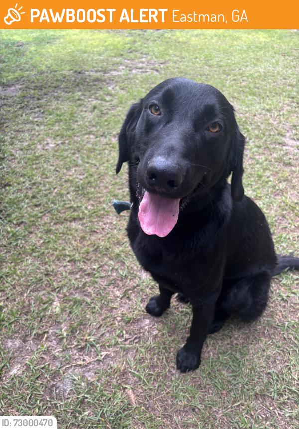 Found/Stray Male Dog last seen Ben giddens, Scarborough Owens road , Eastman, GA 31023