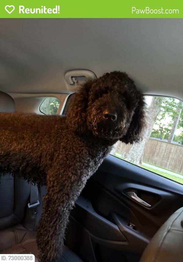Reunited Unknown Dog last seen UTA , Arlington, TX 76012