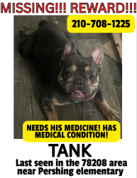 Lost Male Dog last seen Edgar ave / n new Braunfels / Carson street , San Antonio, TX 78208