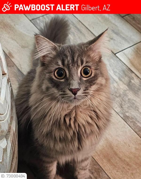 Lost Male Cat last seen Cooper, Gilbert, AZ 85233