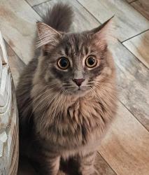 Lost Male Cat last seen Cooper, Gilbert, AZ 85233
