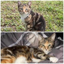 Lost Female Cat last seen 86th avenue , Pembroke Pines, FL 33025