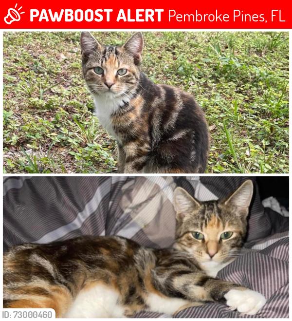 Lost Female Cat last seen 86th avenue , Pembroke Pines, FL 33025