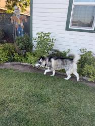 Found/Stray Male Dog last seen Near starbucks, Clovis, CA 93612