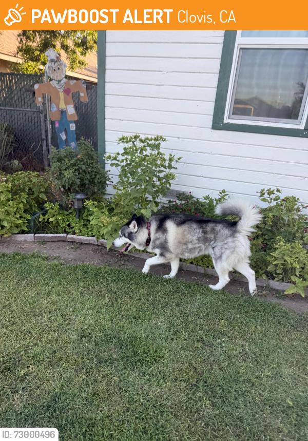 Found/Stray Male Dog last seen Near starbucks, Clovis, CA 93612