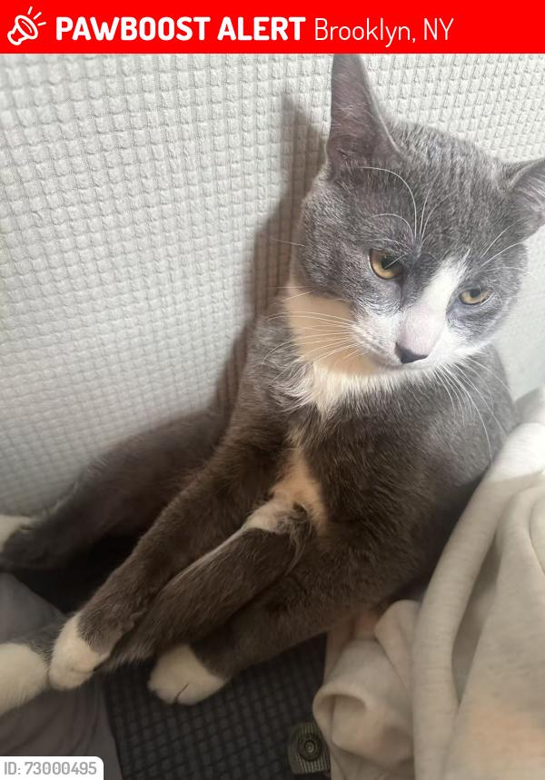 Lost Male Cat last seen Crosswalk of 57th and 9th st, Brooklyn, NY 11220