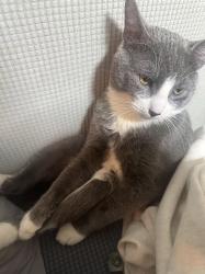 Lost Male Cat last seen Crosswalk of 57th and 9th st, Brooklyn, NY 11220