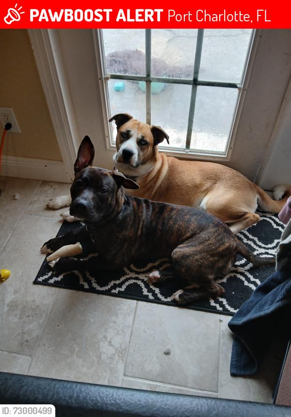 Lost Male Dog last seen Harbor rd. And Tamiami trail, Port Charlotte, FL 33952