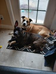 Lost Male Dog last seen Harbor rd. And Tamiami trail, Port Charlotte, FL 33952