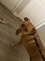 Reunited Male Dog last seen Glenhaven Drive and Westfield Dr Lake Asbury, Asbury Lake, FL 32043