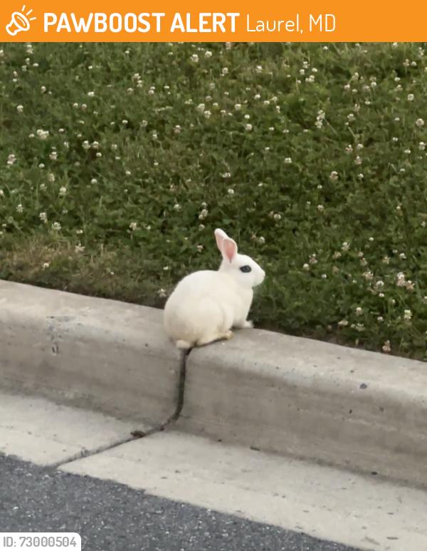 Found/Stray Unknown Rabbit last seen Brock bridge and Fernwood ct, Laurel, MD 20724