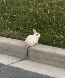 Found/Stray Unknown Rabbit last seen Brock bridge and Fernwood ct, Laurel, MD 20724